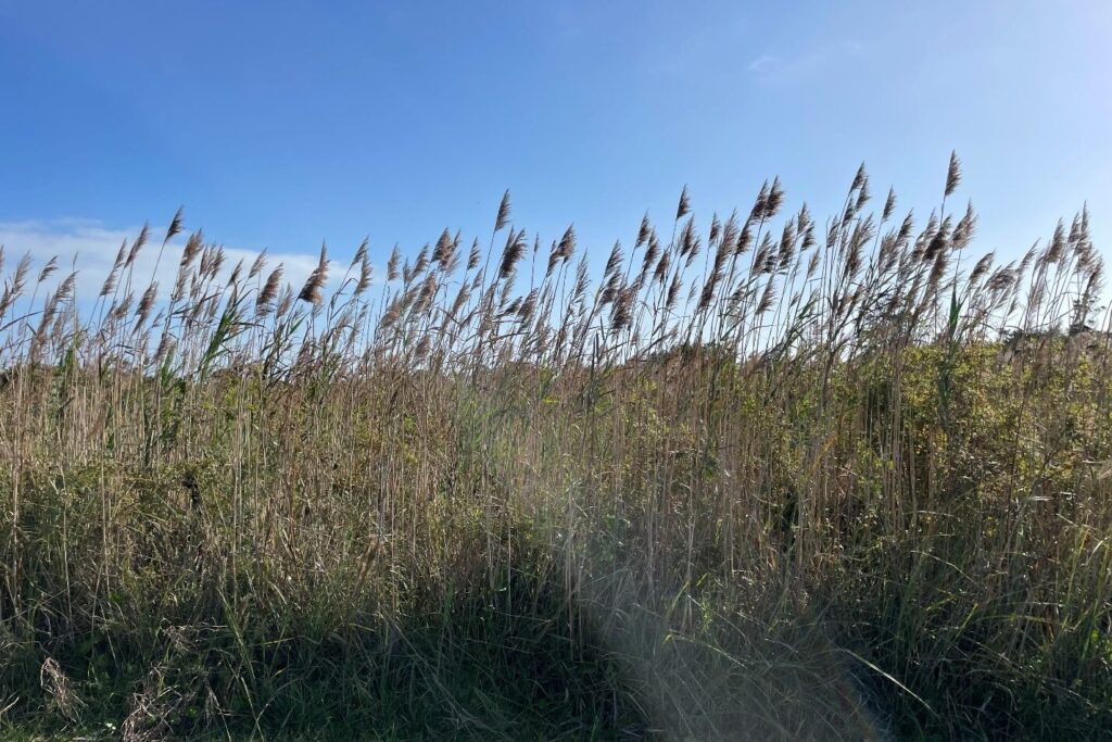 A tall stand of phragmites along a roadside.