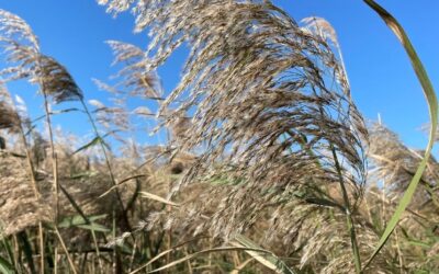 Science in Our Parks: Treating Invasive Plants