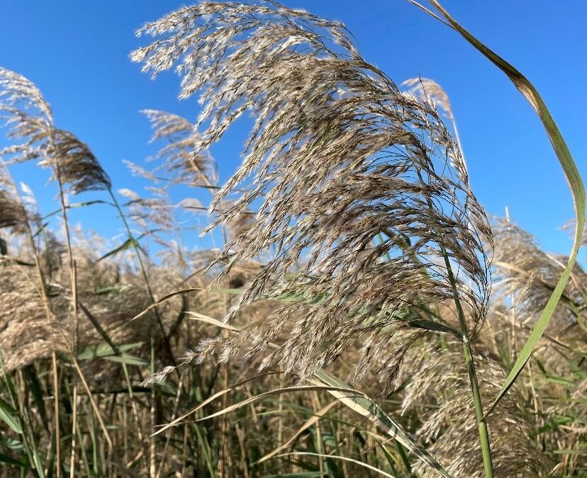 The feathery inflorescence on top of the stalk of Phragmites.