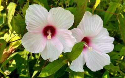 Science in Our Parks: The Importance of Natives vs. Invasives in North Carolina’s Coastal Wetlands 