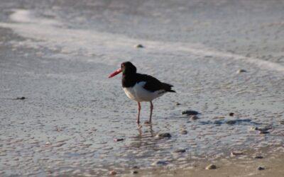 Ask A BioTech: All About American Oystercatchers