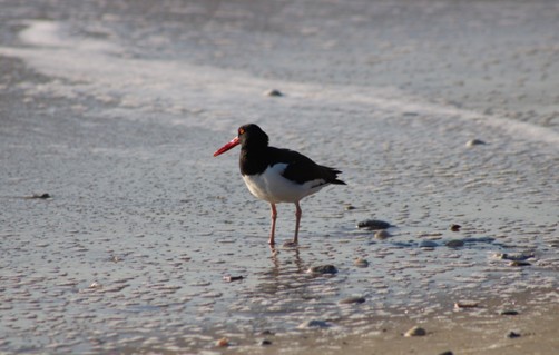 Ask A BioTech: All About American Oystercatchers